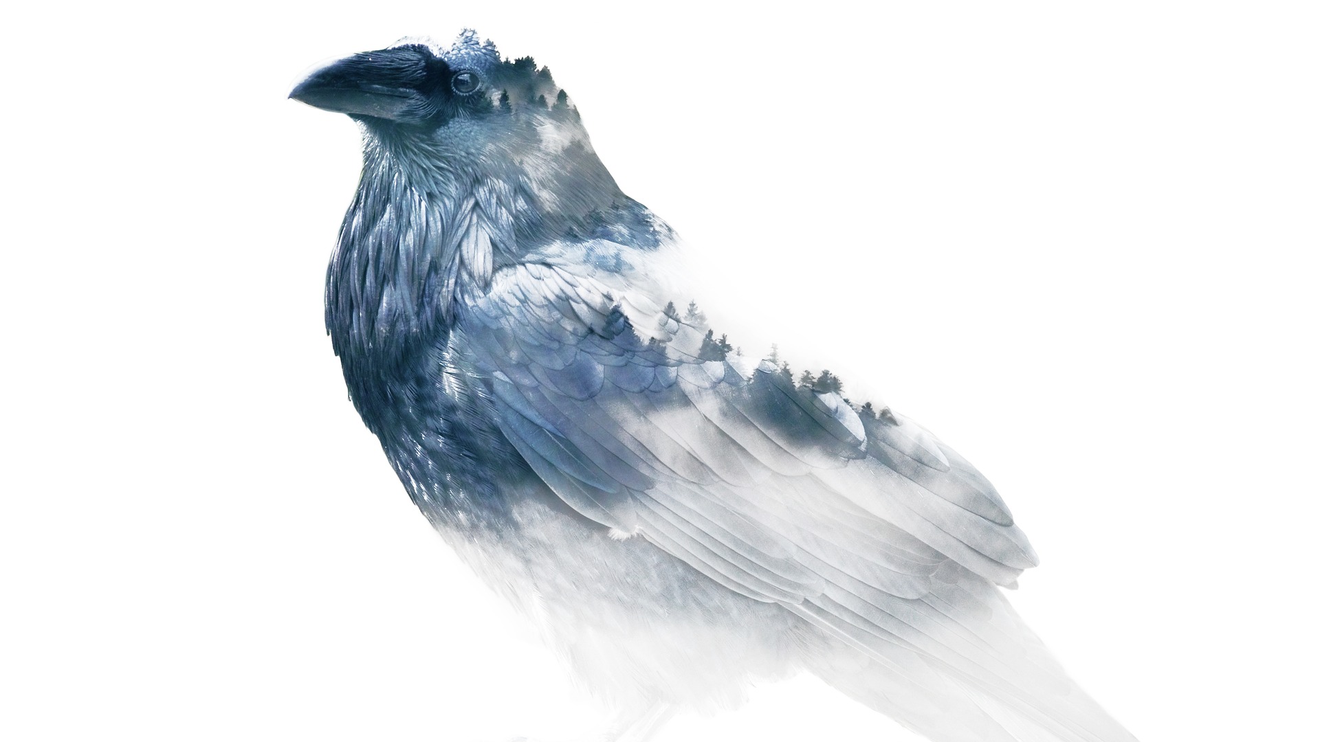 Snow Bird Raven