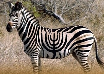 A zebra with a menorah shaped series of stripes.