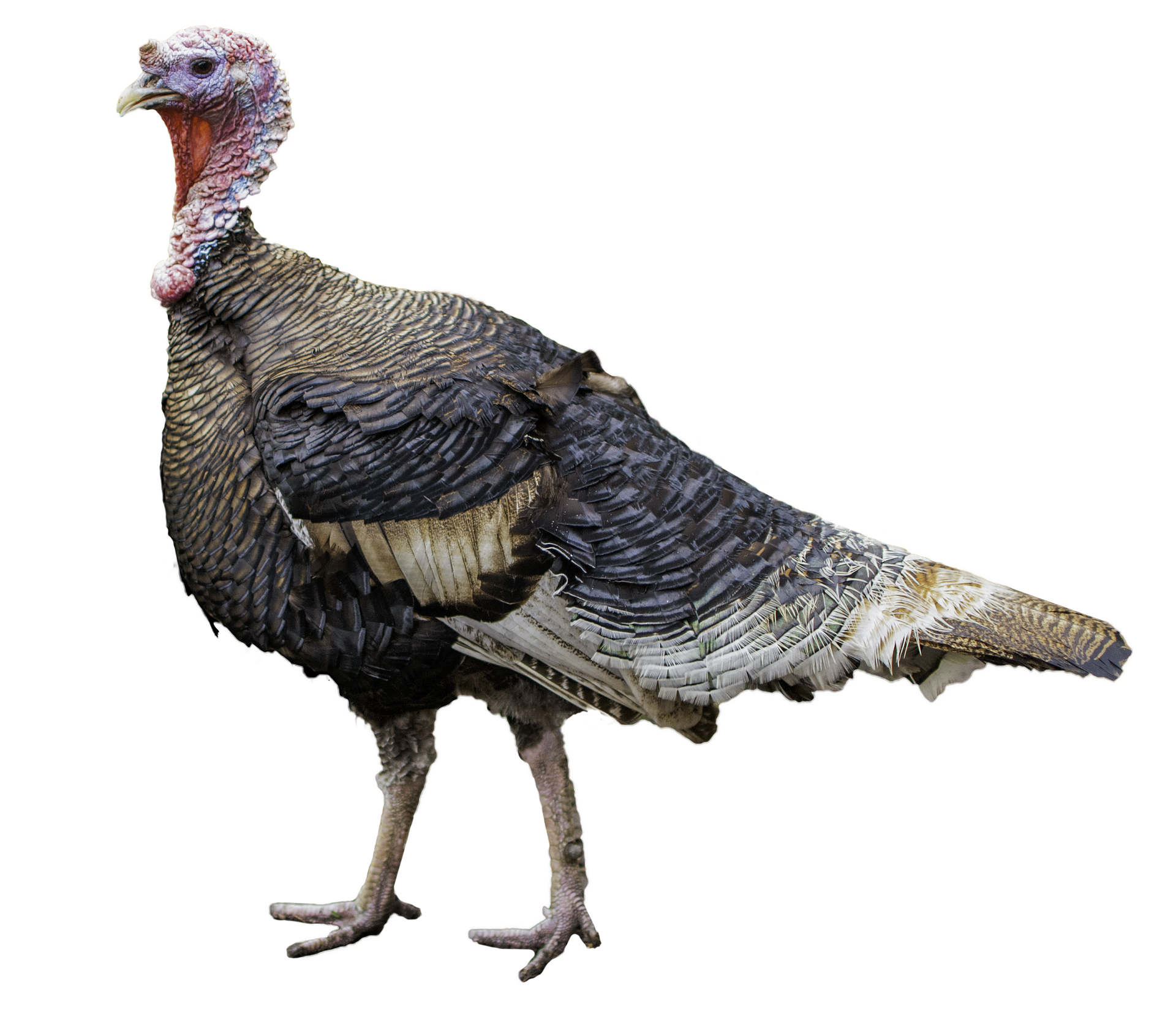 Image of a turkey