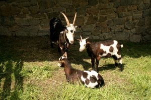 Speckled Goats